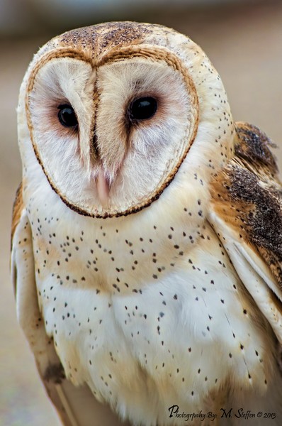 Barn Owl
