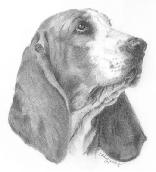 Basset Hound