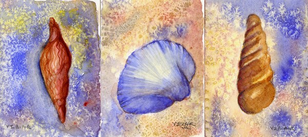 Sea Shell Sea Shell..Down by the Sea Shore