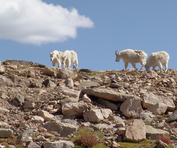 Mountain Goats on Mount Evans