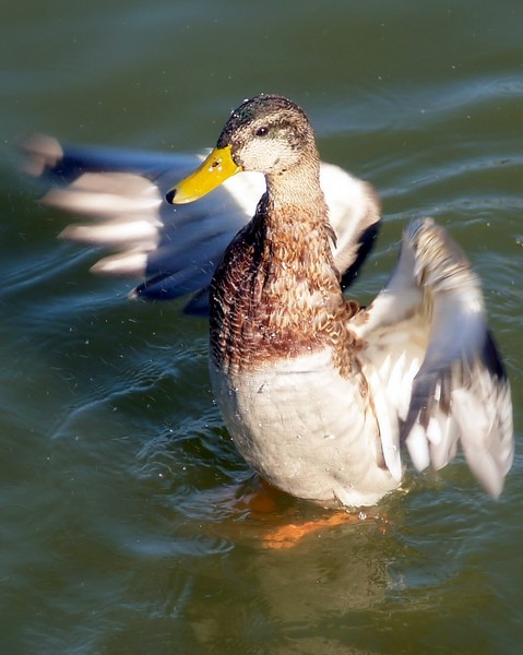 The bird Twist