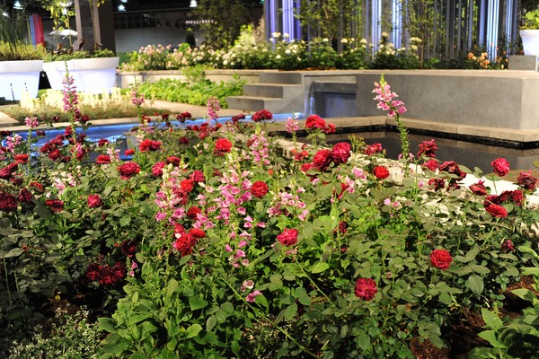 Roses at Philly Flower Show