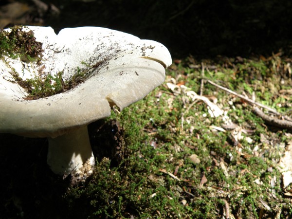 Mushroom