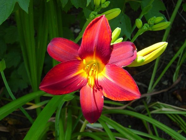 More Lillies