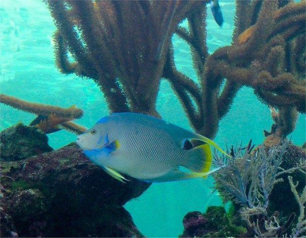 Blue Angelfish