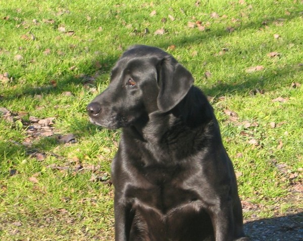 Dog