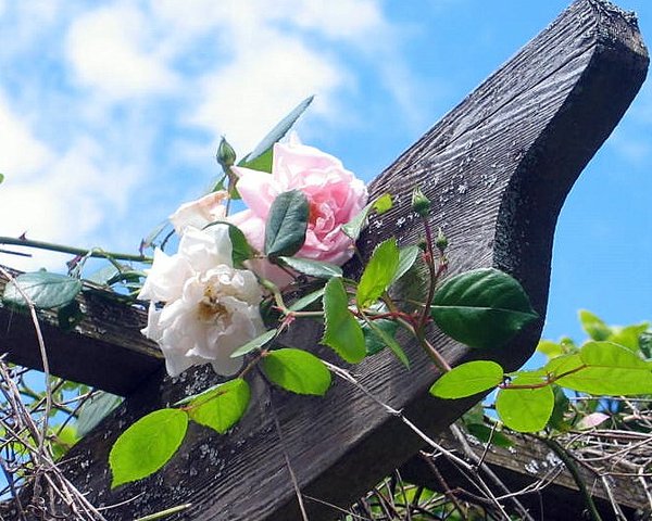Old Rose Trellis
