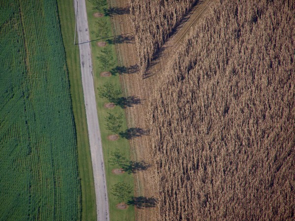 tree  row shadows  drying corn