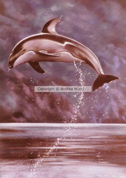 Pacific white sided dolphin.