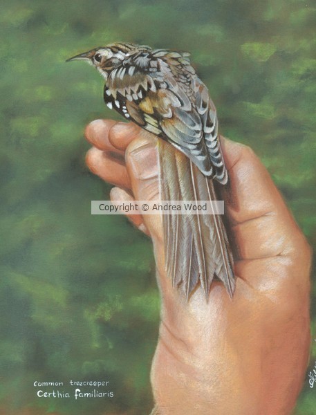 Common tree creeper