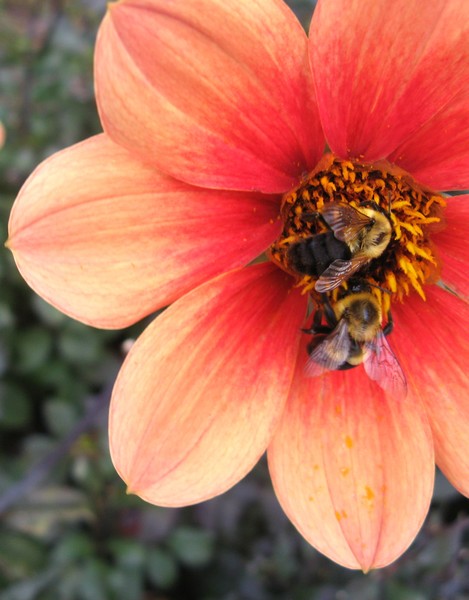 Double Bumblebees