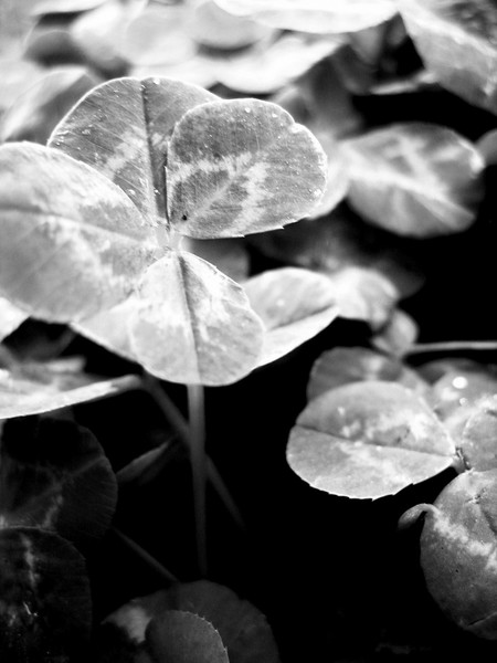 Four Leaves 2