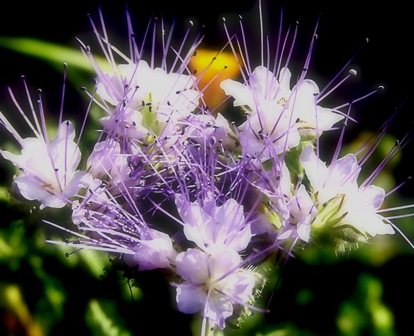 Desert Flowers