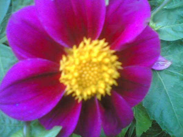 in my garden