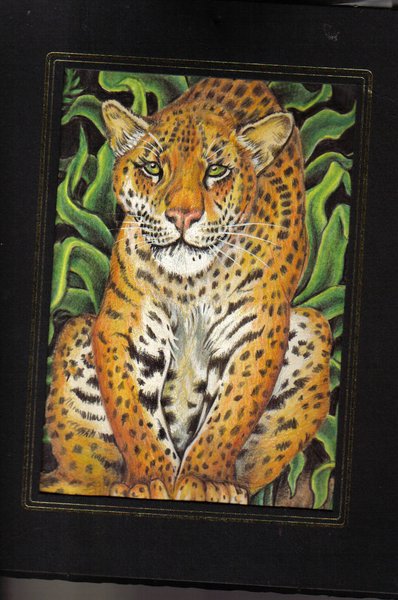 leopard