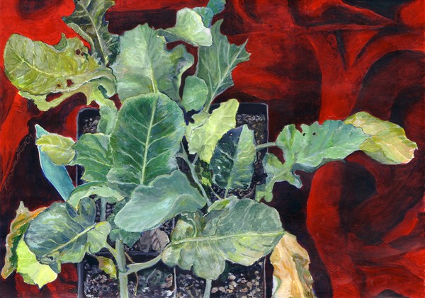Baby Cabbages