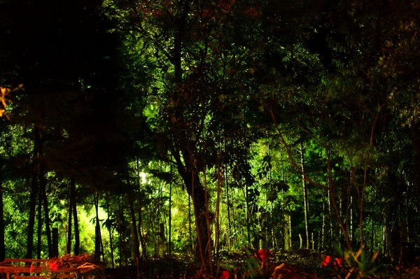 Woods