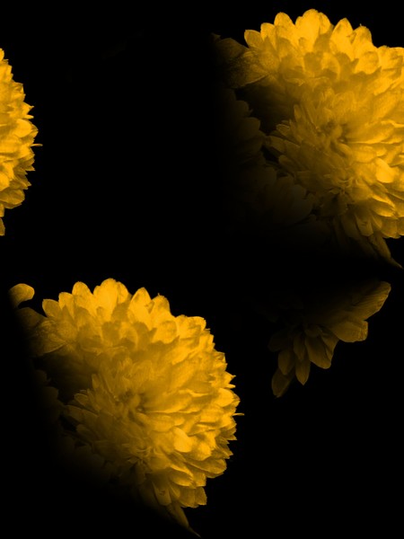 October Flowers (One)