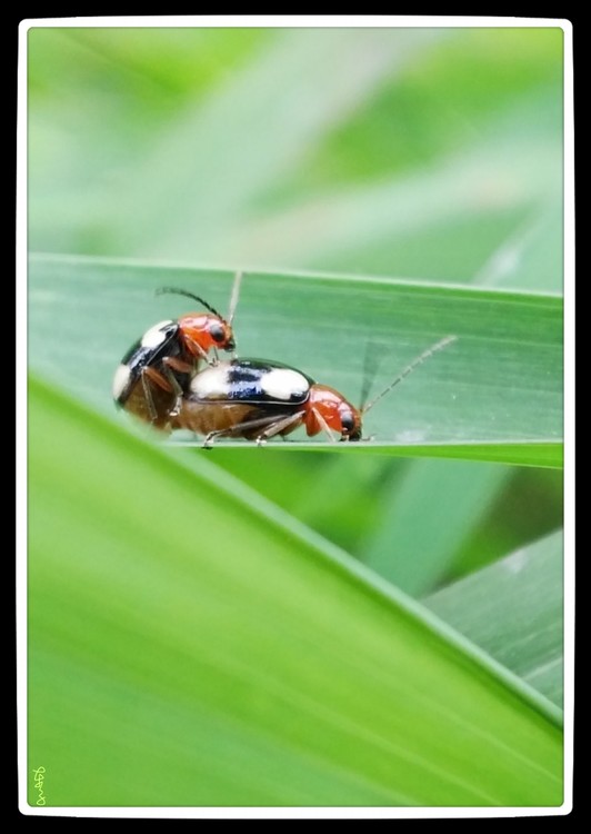 Insects' Privacy