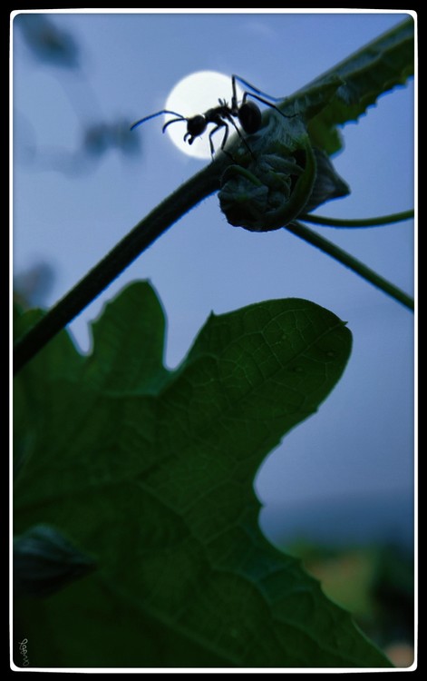 Moon Ant
