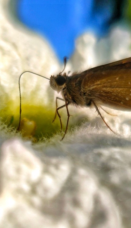 pollen sucker.