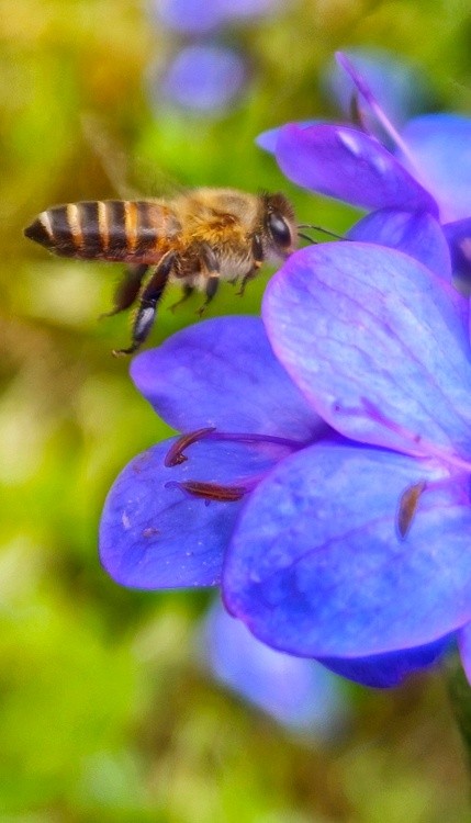 attraction of blues
