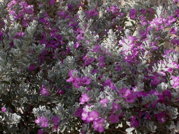 Sage