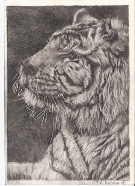 White Tiger portrait