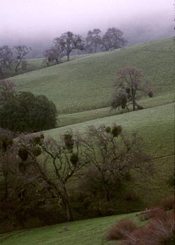 treehills