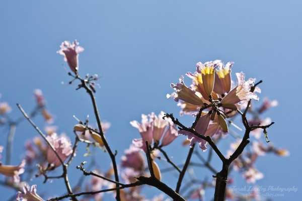 Blooming Tree