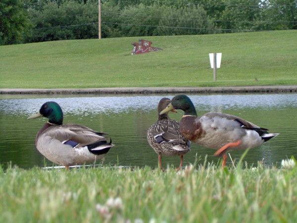 Duck Walk
