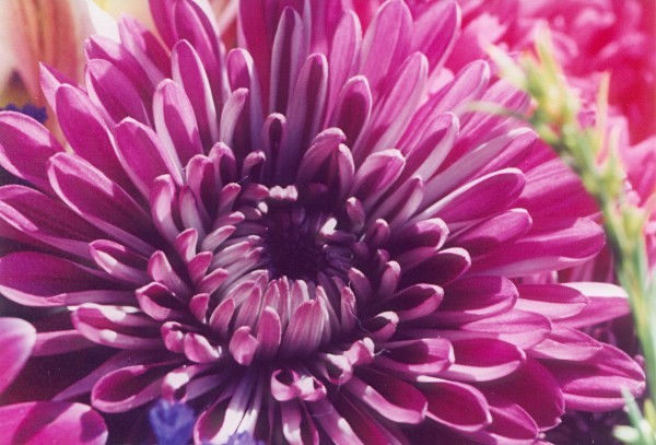 From My Bouquet