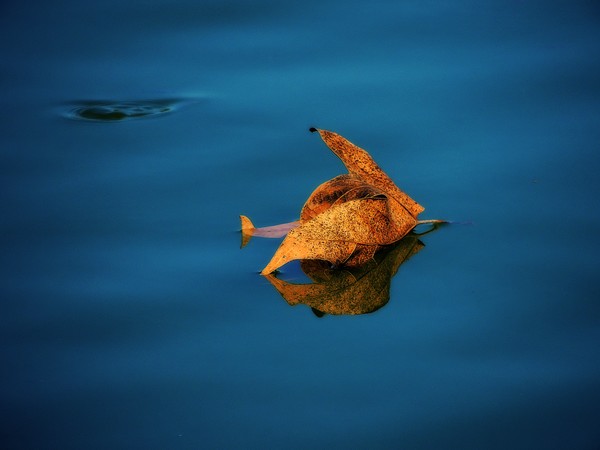 Reflexions of a Leaf
