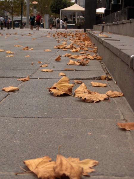 Melbourne Pavement in Autumn