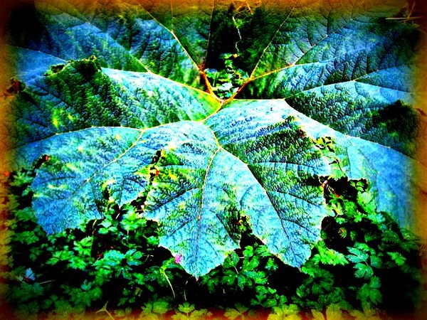Big Leaf