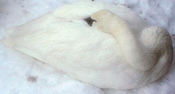 Snowy Sleeping Swan