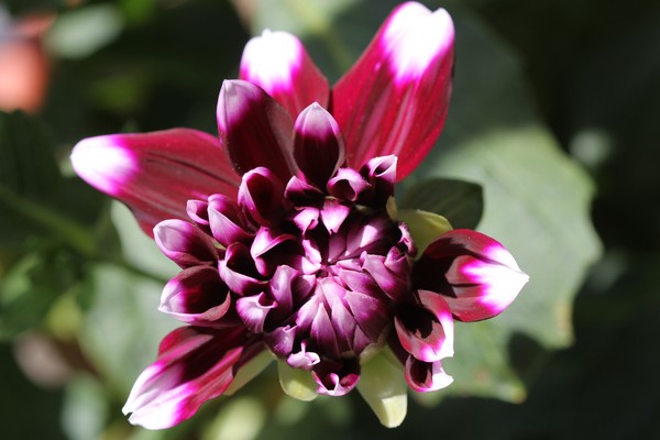 Dahlia bloom 3