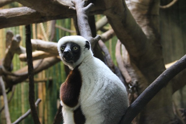 Handsome Monkey!