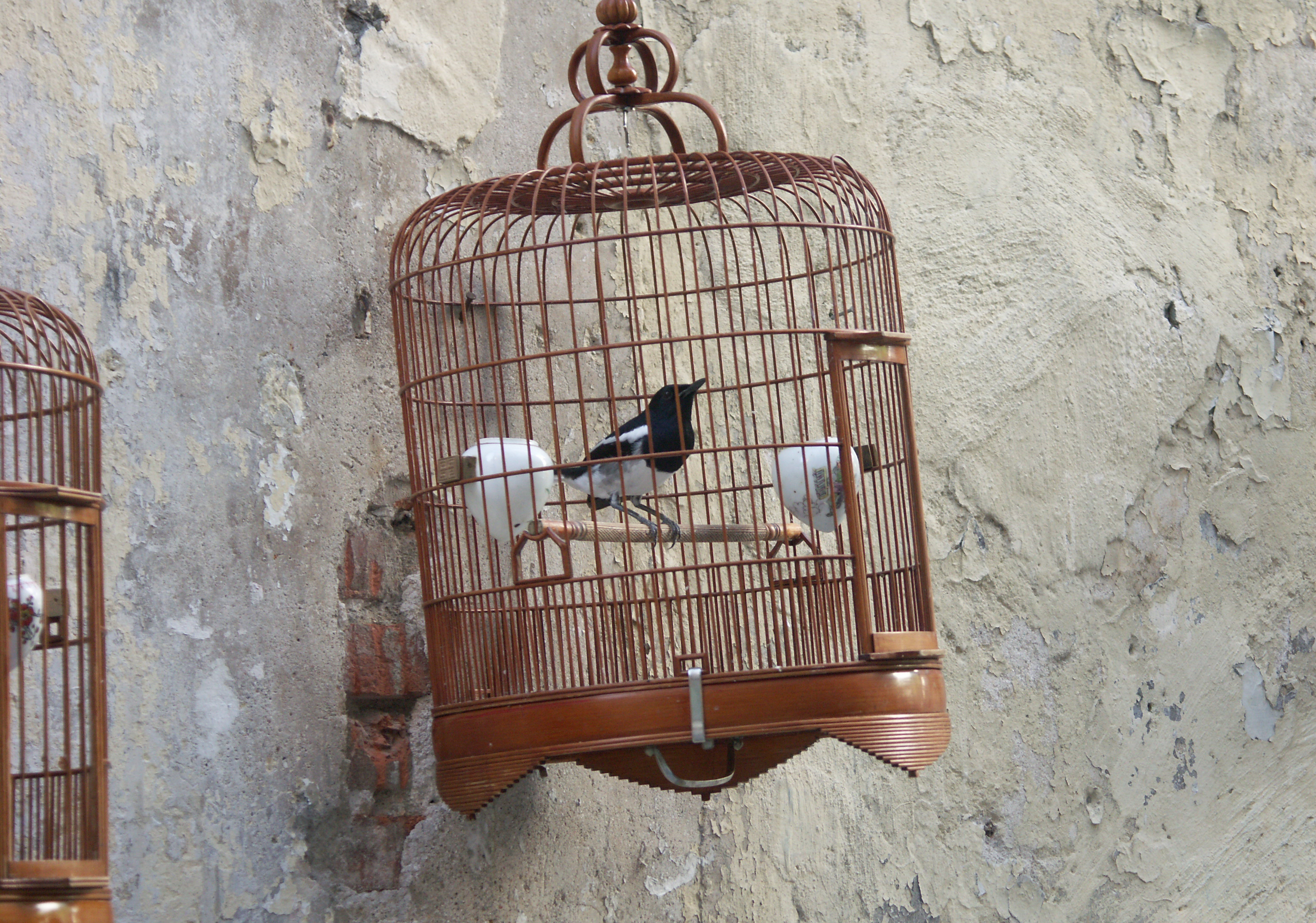 Birdcage