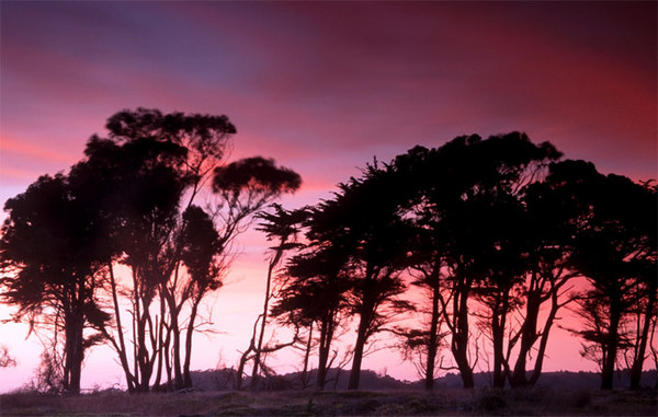 Field of Trees