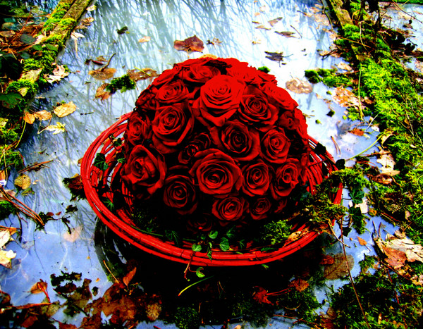 red ROSES-ART in my garden