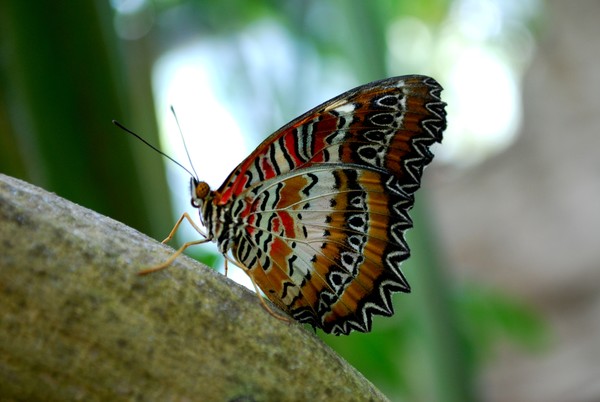 Tiger Lilly