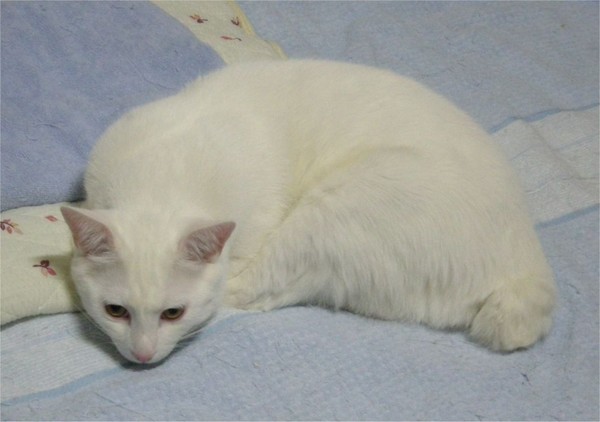 hello kitty!