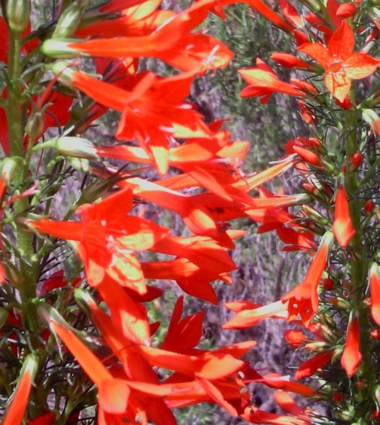 Standing Cypress Flowers