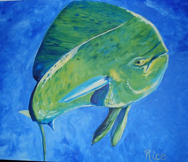 dolphin fish