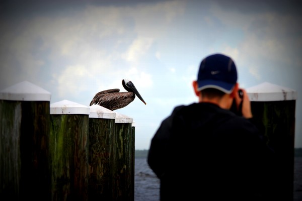 Pelican
