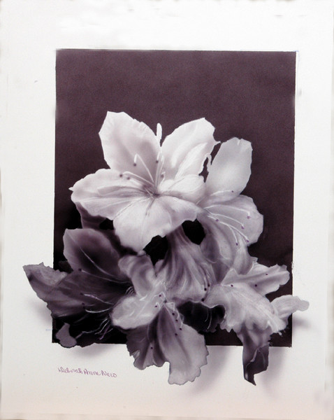 Azaleas for Mary