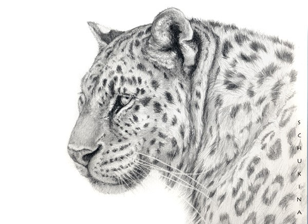 Leopard portrait