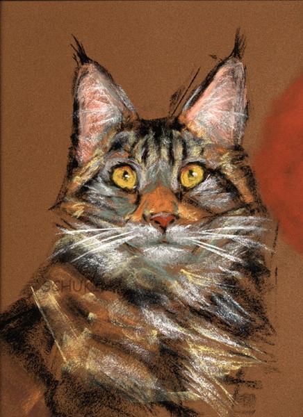 Maine coon soon