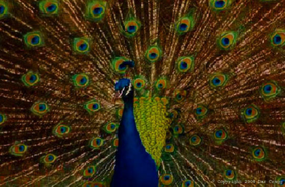 PROUD AS A PEACOCK